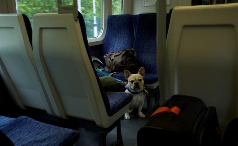 dog-on-train